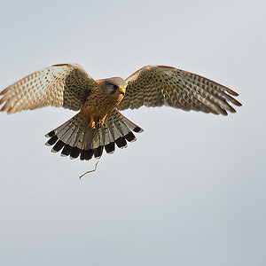 DSC 8174 Falke 1000