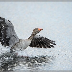 20140323 4383 [NIKON D4] 850 mm,1 2000 Sek. bei ƒ   7,1