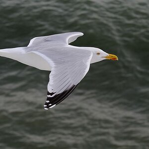 2014 03 17 15 36 51 D70 7550 copy