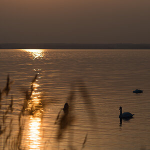 swans2