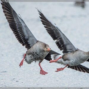 20140323 4377 [NIKON D4] 850 mm,1 2000 Sek. bei ƒ   7,1