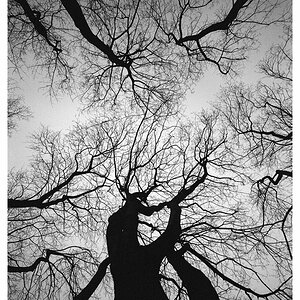 trees2nic