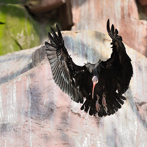 Waldrappe 1
Tiergarten Nürnberg