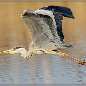 20140401 6525 [NIKON D7100] 500 mm,1 800 Sek. bei ƒ   6,3
