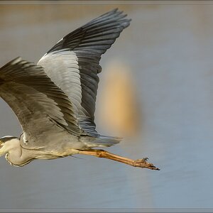 20140401 6527 [NIKON D7100] 500 mm,1 800 Sek. bei ƒ   6,3 2