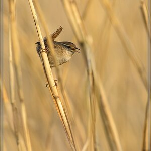 20140401 6558 [NIKON D7100] 500 mm,1 800 Sek. bei ƒ   6,3