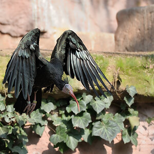 Waldrapp
Tiergarten Nürnberg