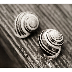 Schnecken