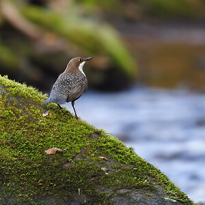 DSC 8358 Wasseramsel Eyachtal 1000