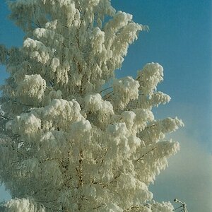 Winterbaum