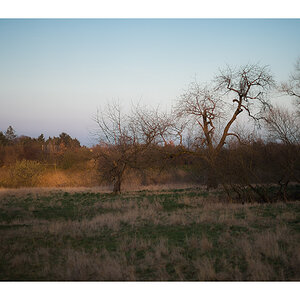 sun and trees2
