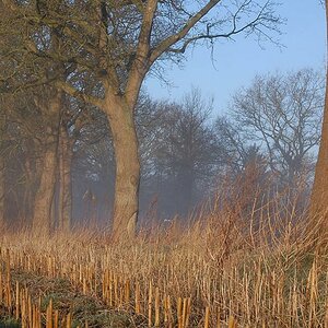 Morgenlicht 009