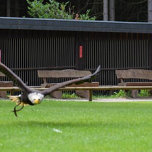 Hellenthal Wildg 2012 07 02 464