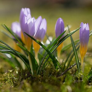 Krokus 35:1.4 Bl 2,5