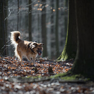 bambi im gegenlicht