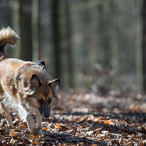 bambi im gegenlicht2
