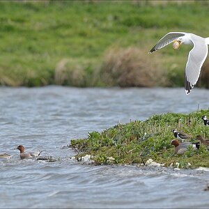 aacomp nabu wedel 20140413 0151