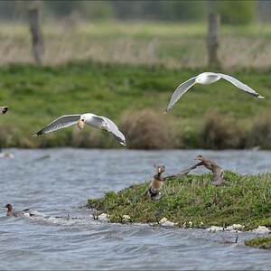 aacomp nabu wedel 20140413 0165