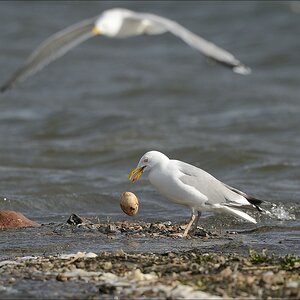 aacomp nabu wedel 20140413 0238
