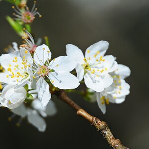 Blüten 2