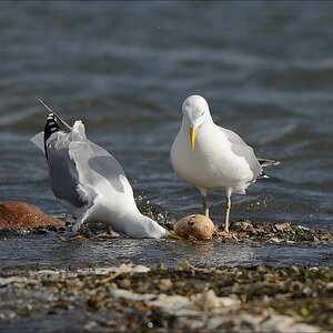 aacomp nabu wedel 20140413 0278