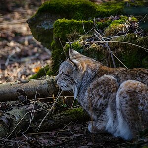 wisentgehege DSC 7639