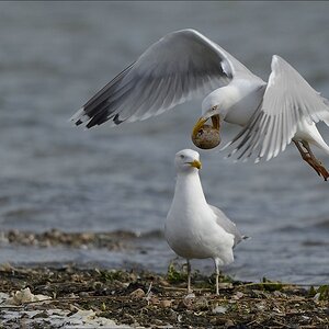 aacomp nabu wedel 20140413 0373