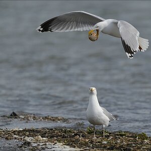 aacomp nabu wedel 20140413 0375