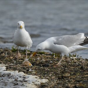 aacomp nabu wedel 20140413 0383