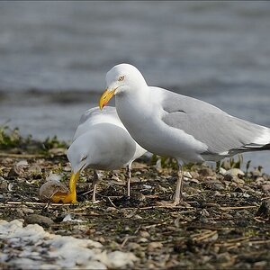 aacomp nabu wedel 20140413 0402