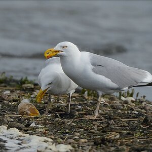 aacomp nabu wedel 20140413 0476