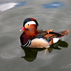 mandarin duck