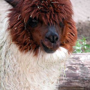 lama