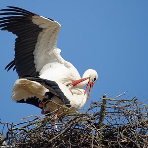 storch17