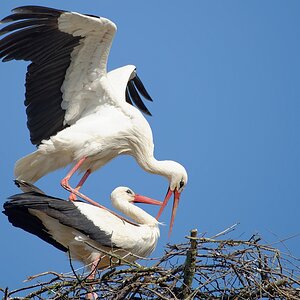 storch16