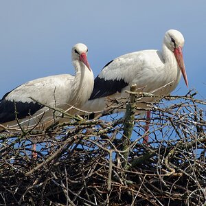 storch18