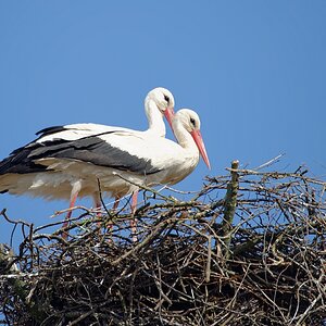 storch15