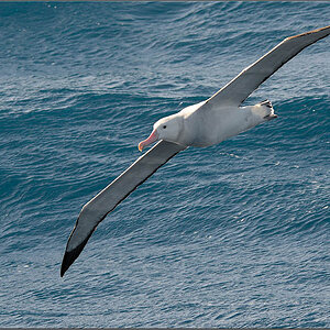 J82 8046 web