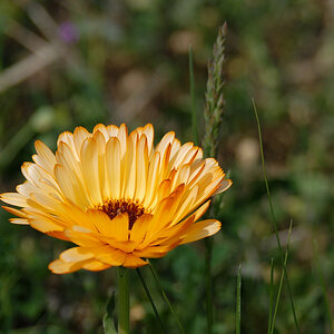 Blume1