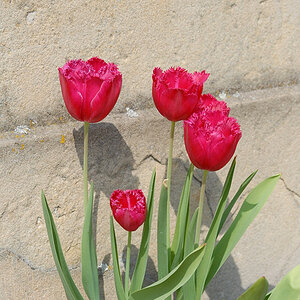 Blume 2