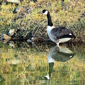 Gans gespiegelt MHX 7774Ax