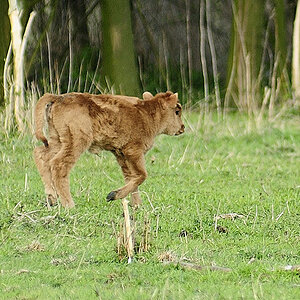 Heckrind Kalb MHX2674Ax