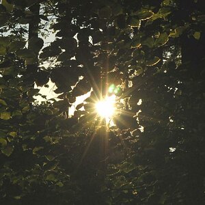 SecretWood1