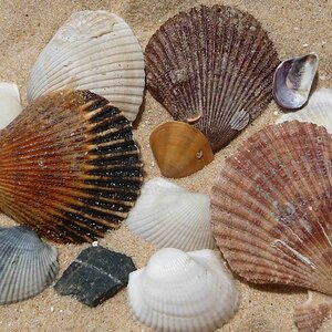 Shells