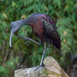 Ibis, Zoo Leipzig (DSC 5165x)