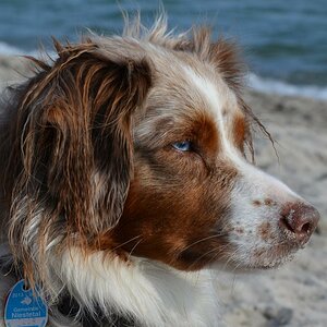 Phoebe unser Miniature Australian Shepherd