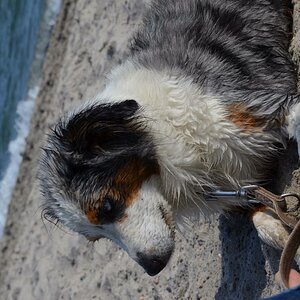 Piper unser zweiter Miniature Australian Shepherd