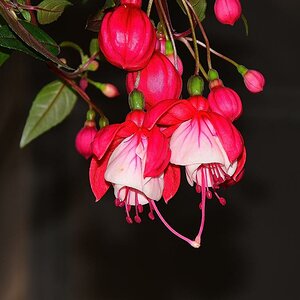 Fuchsie