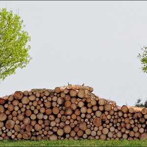 Zwei Bäume und viel Holz