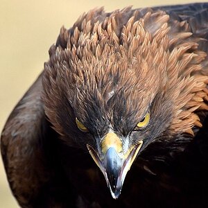 Steinadler